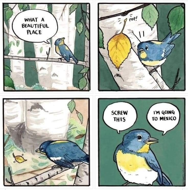 bird-migration.png