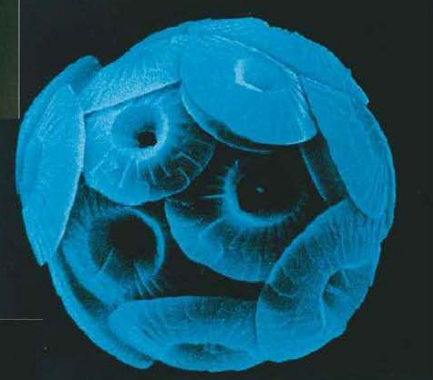 cocolitho.png