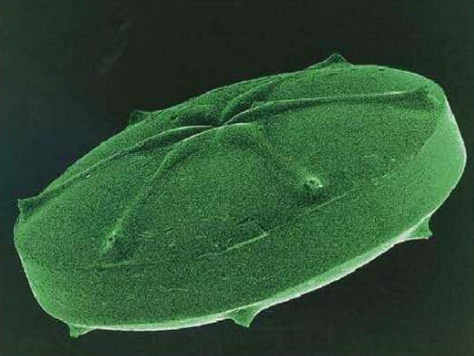 diatom.png