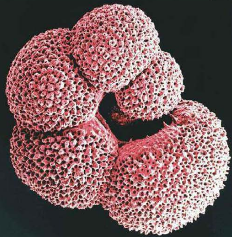 foraminifera.png