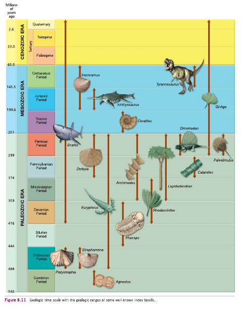 fossils2.png