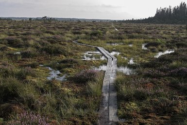 hoogveen.jpg