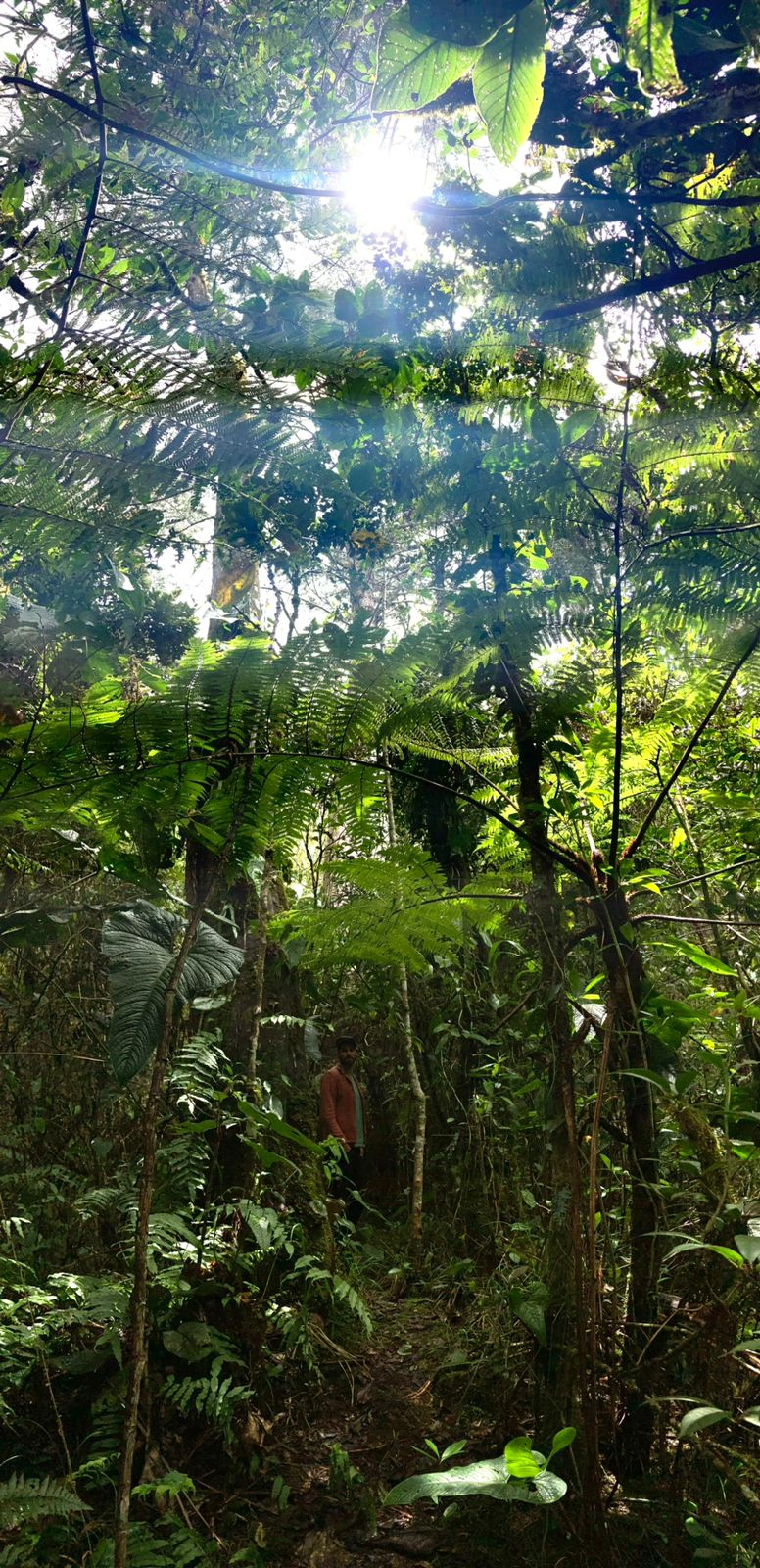 tropical-plants.png